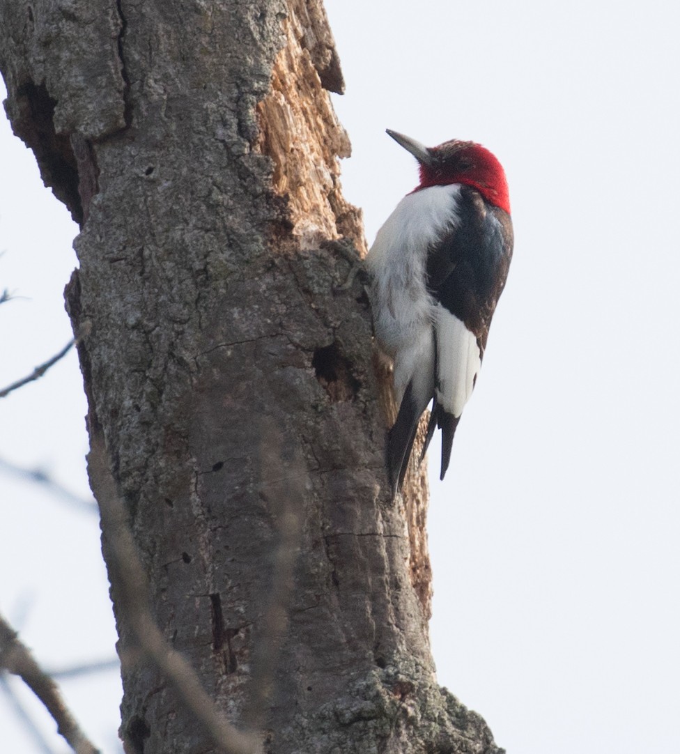 Red-headed Woodpecker - ML615754958