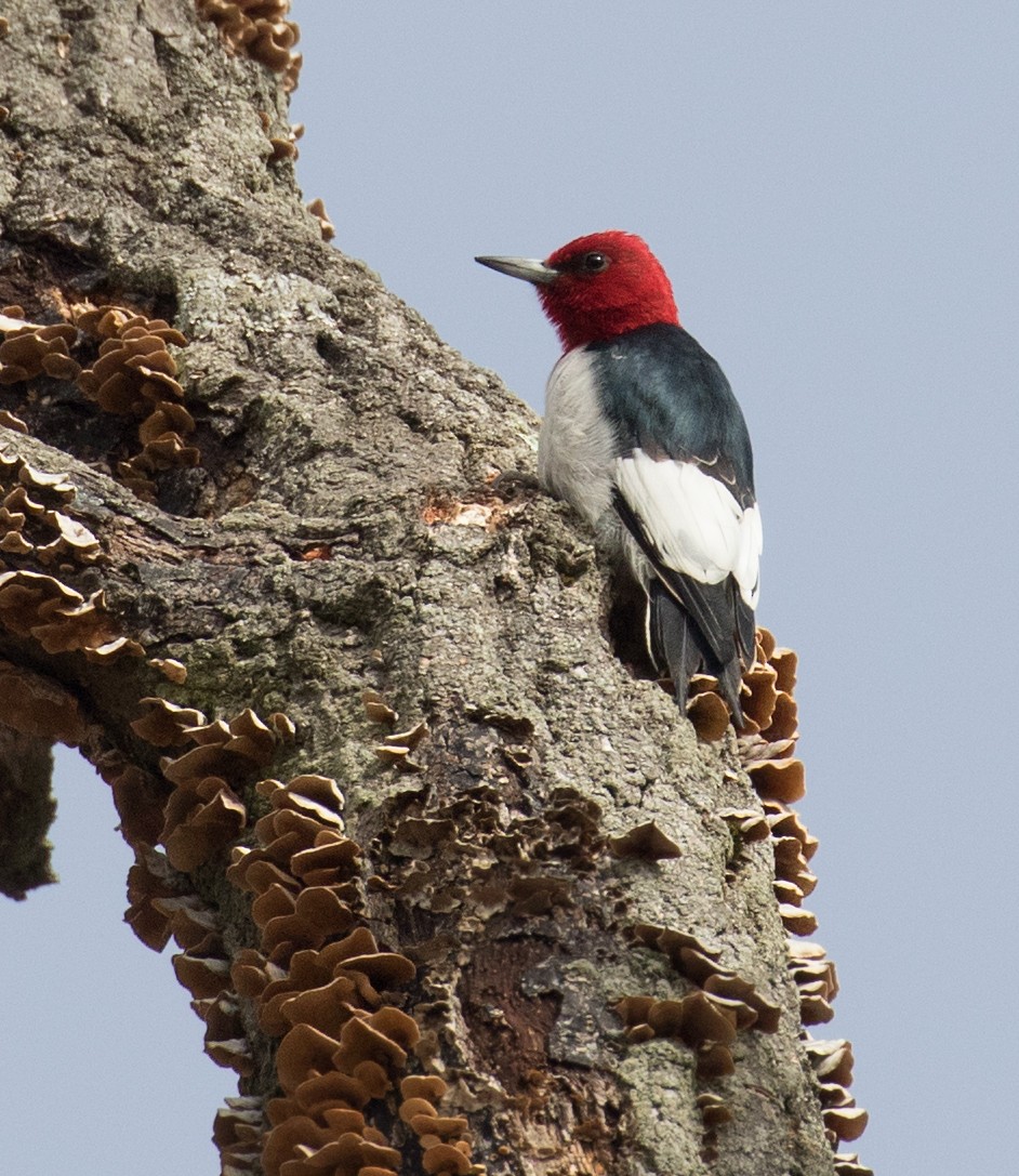 Red-headed Woodpecker - Mark R Johnson