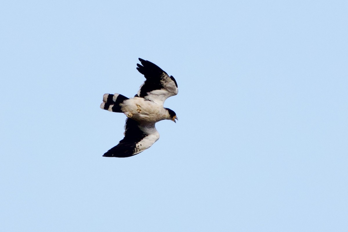 Black-chested Buzzard-Eagle - ML615755256