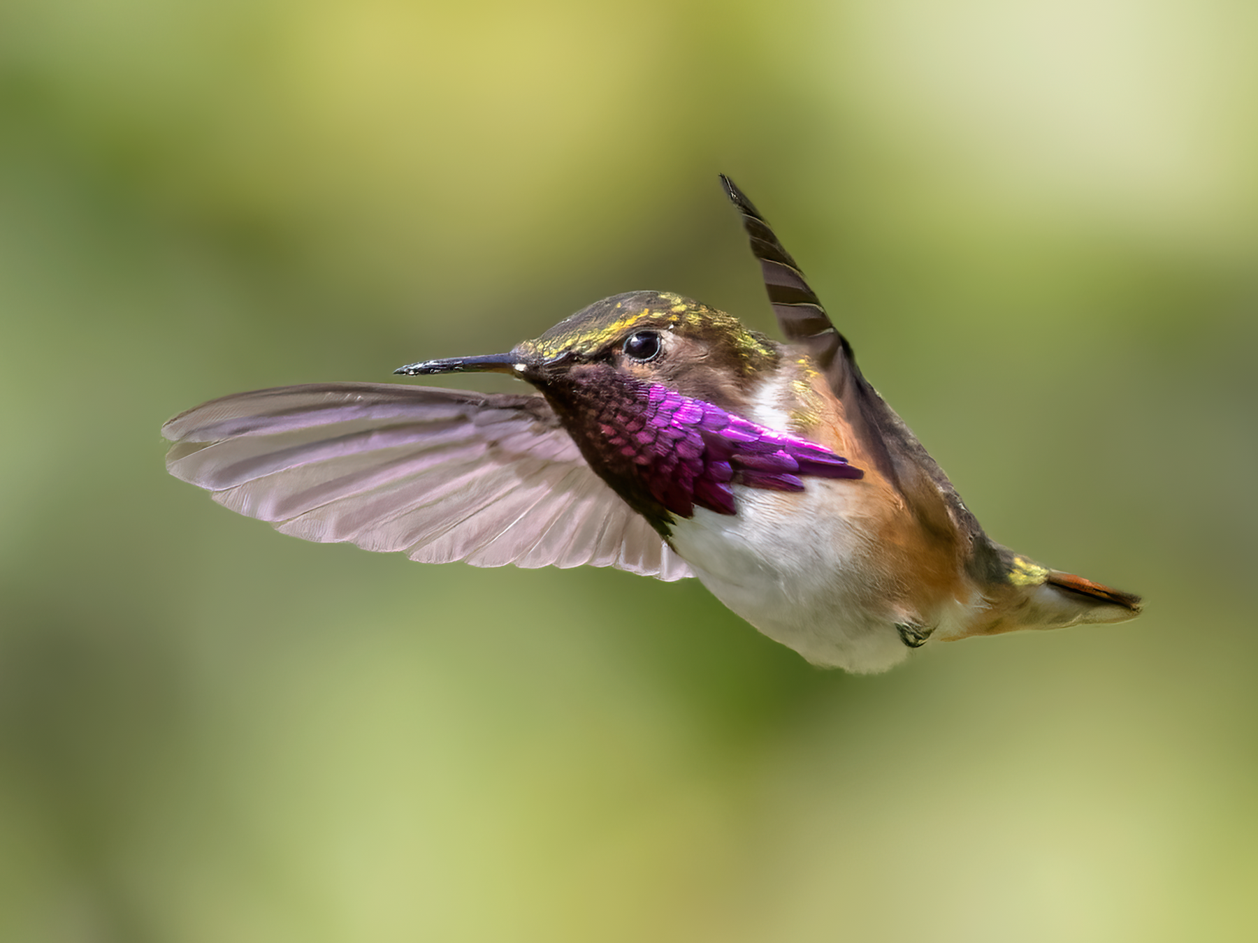 Wine-throated Hummingbird - Lars Petersson | My World of Bird Photography