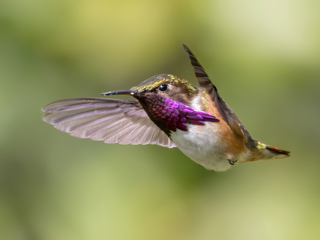  - Wine-throated Hummingbird - 