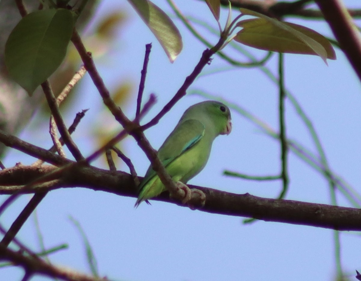Turquoise-winged Parrotlet - ML615755336
