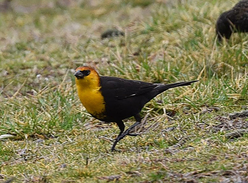 Yellow-headed Blackbird - ML615755354