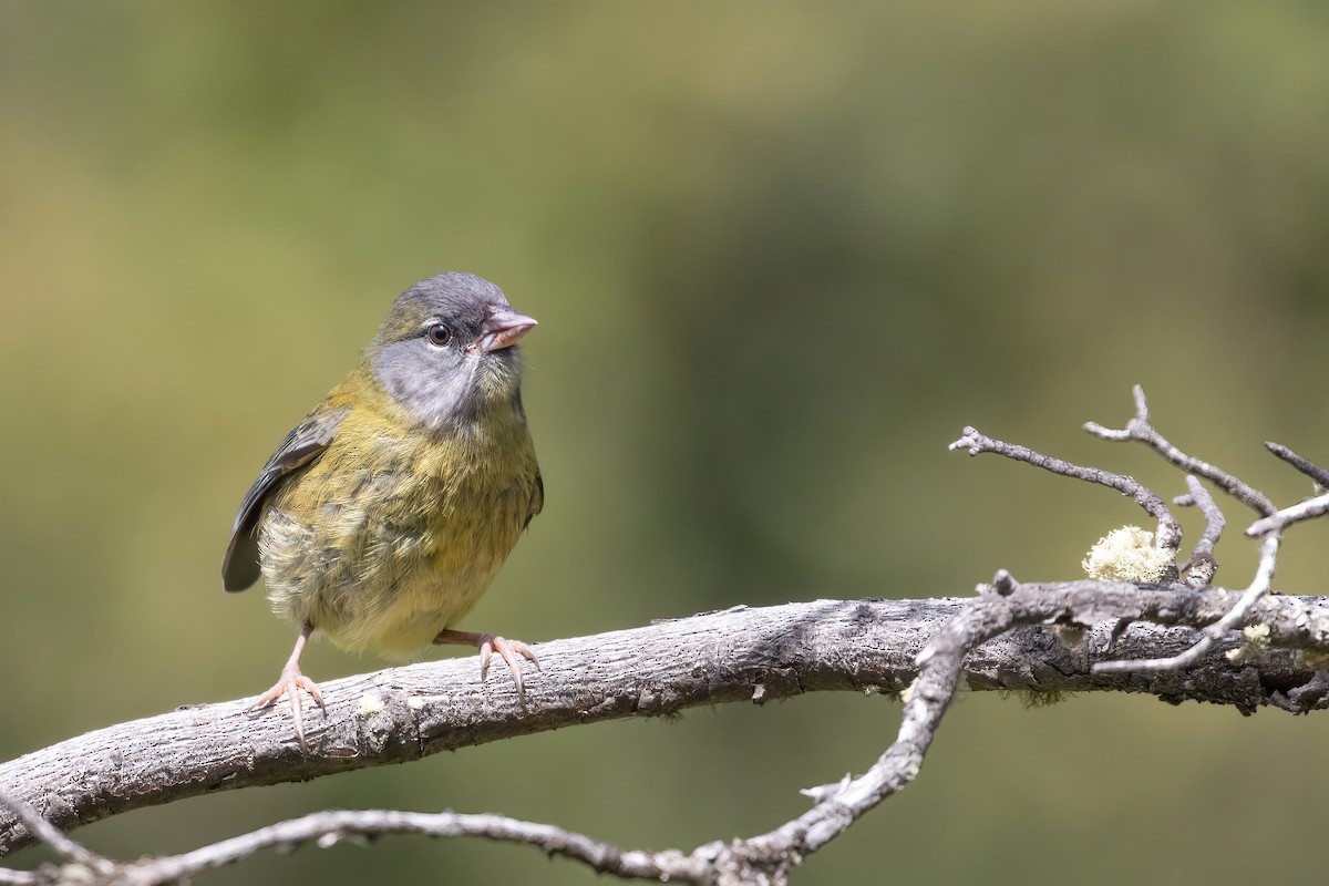 Patagonian Sierra Finch - Marcos Eugênio Birding Guide