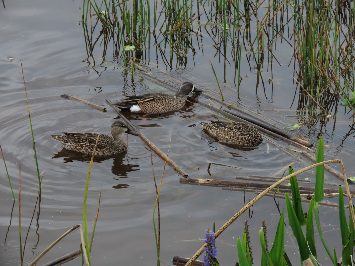 eBird Checklist 7 Mar 2024 The Celery Fields 39 species (+1 other