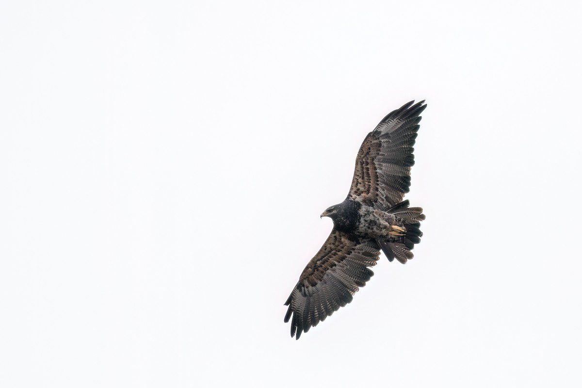 Black-chested Buzzard-Eagle - Marcos Eugênio Birding Guide