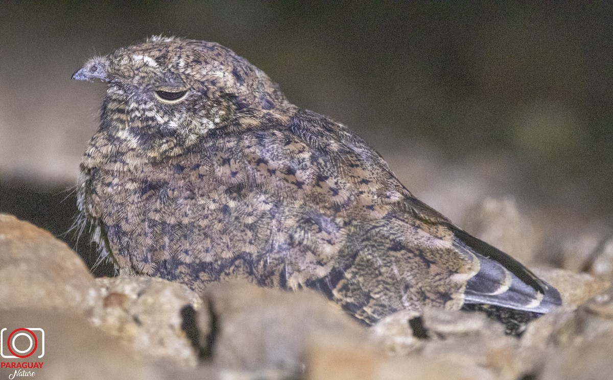 Scissor-tailed Nightjar - Jose Pereira