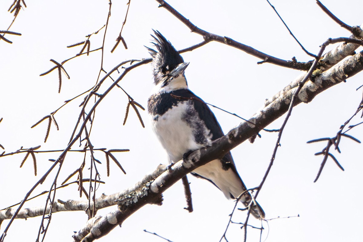 Belted Kingfisher - ML615755635