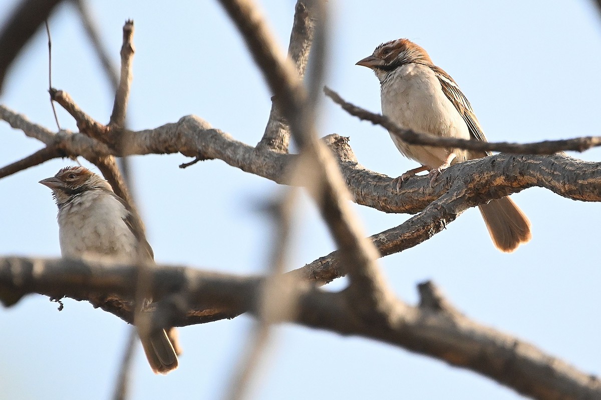 Chestnut-crowned Sparrow-Weaver - ML615755787
