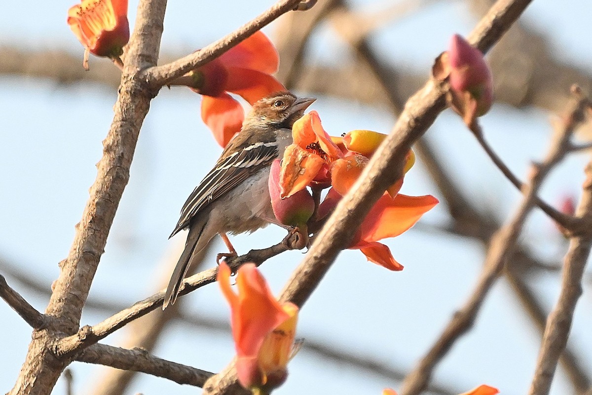 Chestnut-crowned Sparrow-Weaver - ML615755789