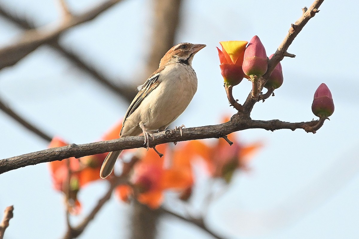 Chestnut-crowned Sparrow-Weaver - ML615755804