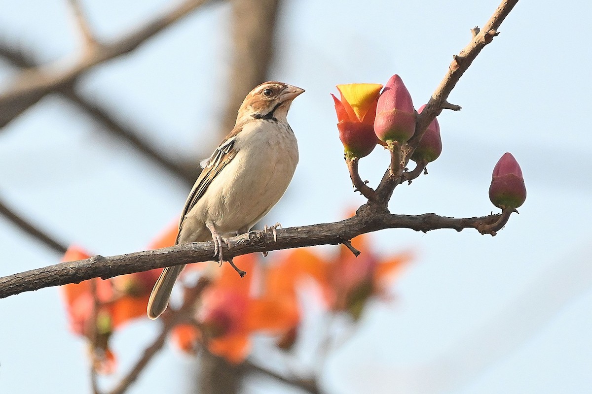 Chestnut-crowned Sparrow-Weaver - ML615755813