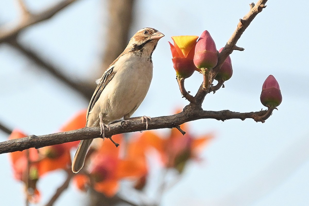 Chestnut-crowned Sparrow-Weaver - ML615755815