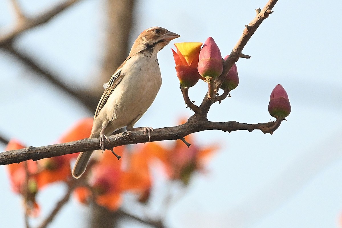 Chestnut-crowned Sparrow-Weaver - ML615755824
