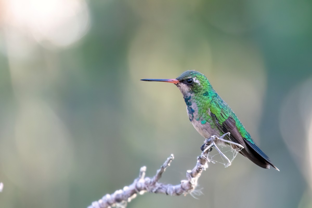 Glittering-bellied Emerald - Marcos Eugênio Birding Guide
