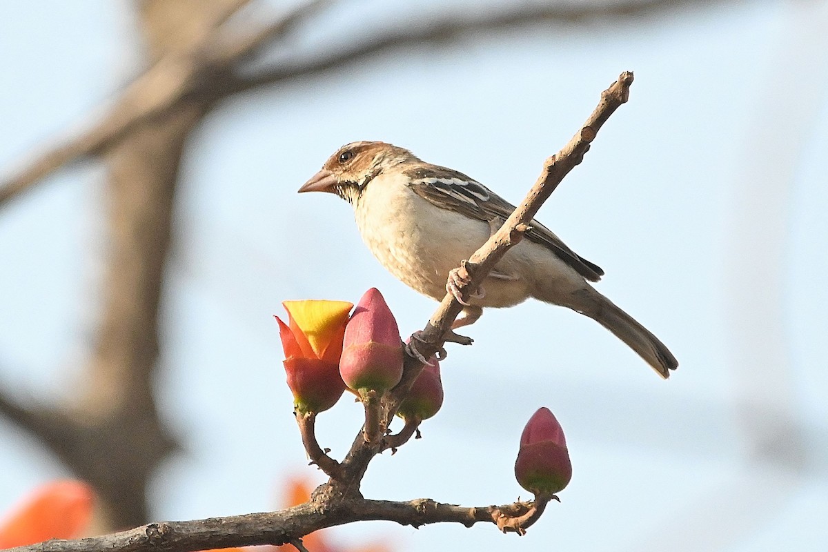 Chestnut-crowned Sparrow-Weaver - ML615755834