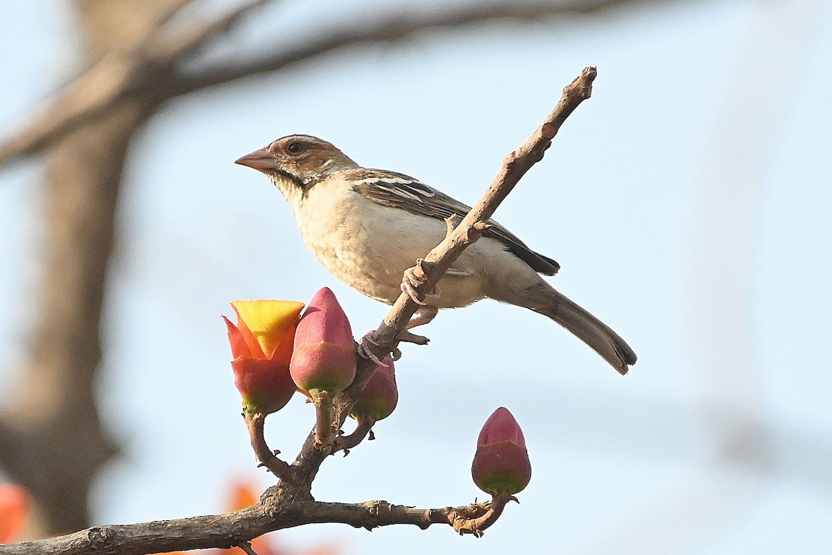 Chestnut-crowned Sparrow-Weaver - ML615755845