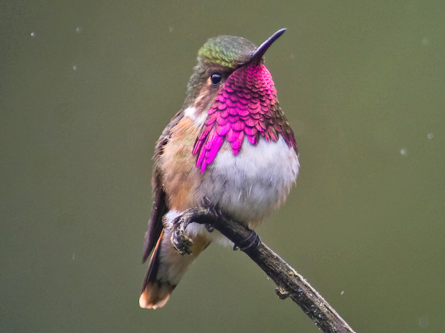 Male - Wine-throated Hummingbird - 