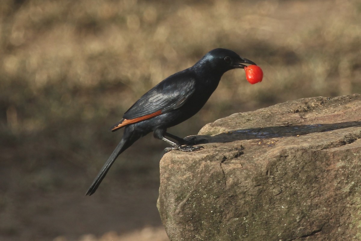 Red-winged Starling - ML615755944