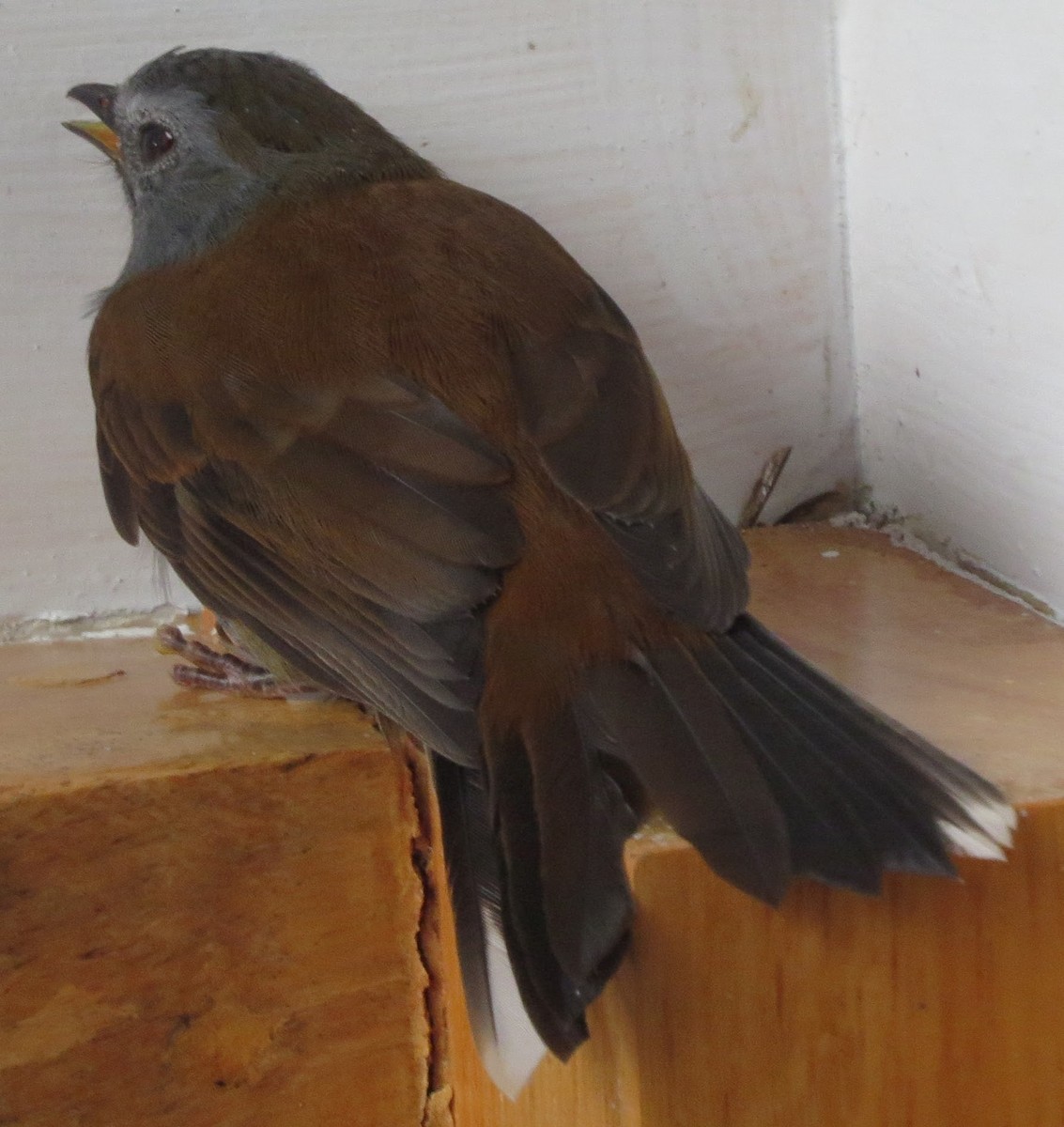 Andean Solitaire (plumbeiceps) - ML615755964