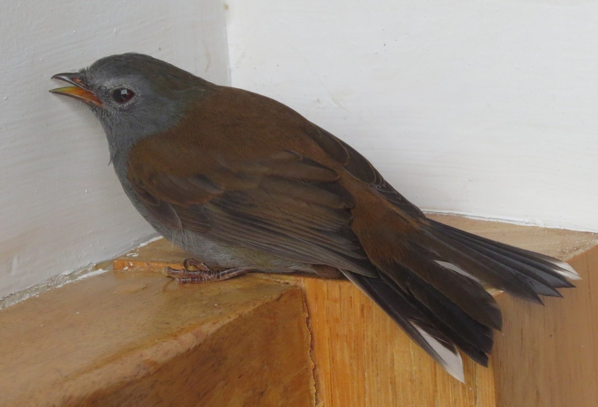 Andean Solitaire (plumbeiceps) - ML615755965