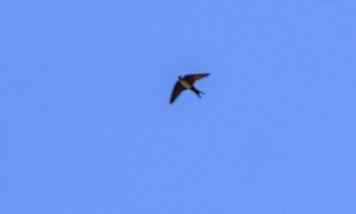 Black-capped Swallow - ML615755977