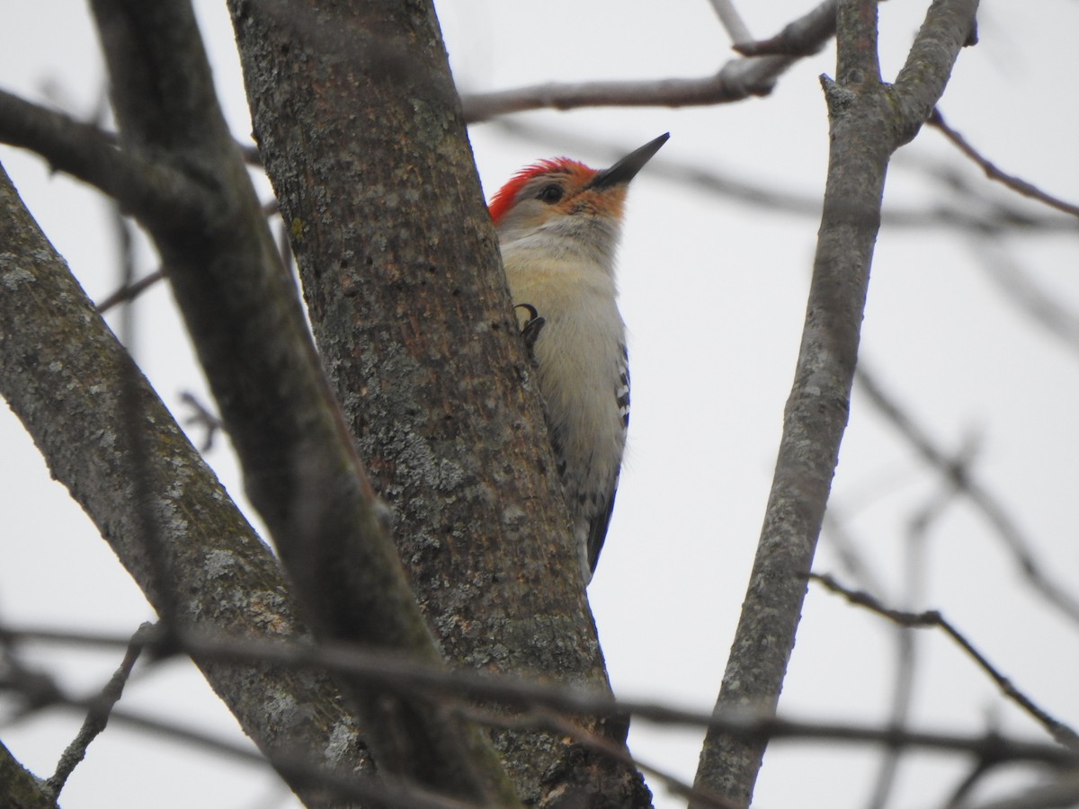 Red-bellied Woodpecker - ML615756015