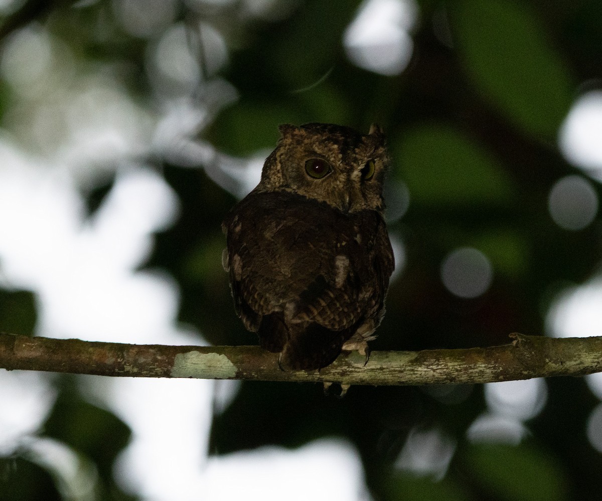 Seychelles Scops-Owl - ML615756016