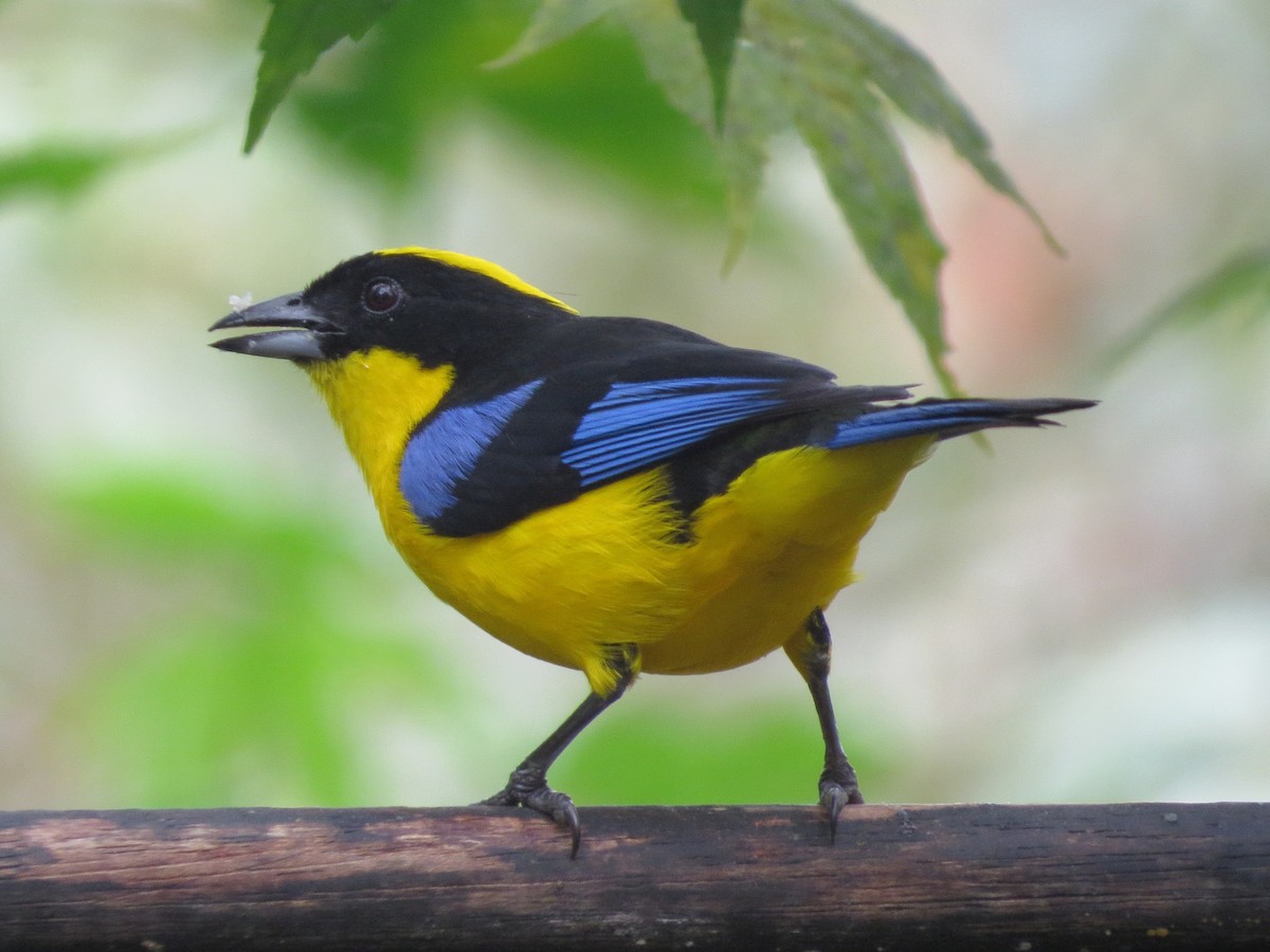 Blue-winged Mountain Tanager (Blue-winged) - ML615756025