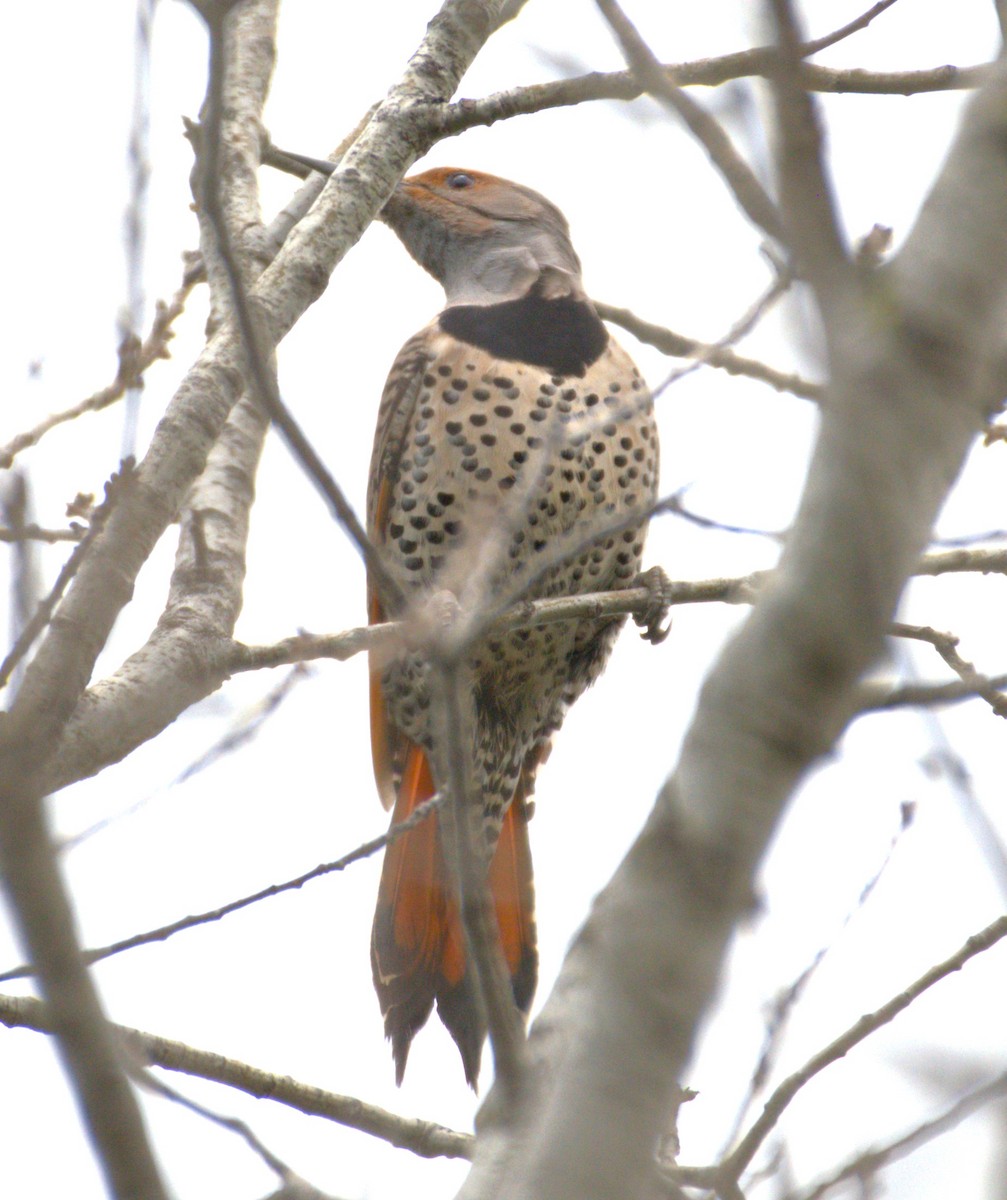 Northern Flicker (Red-shafted) - ML615756378