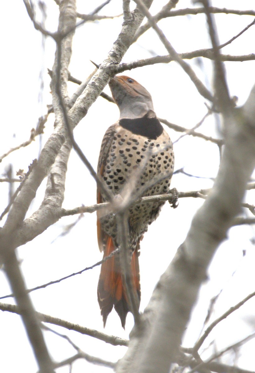 Northern Flicker (Red-shafted) - ML615756379