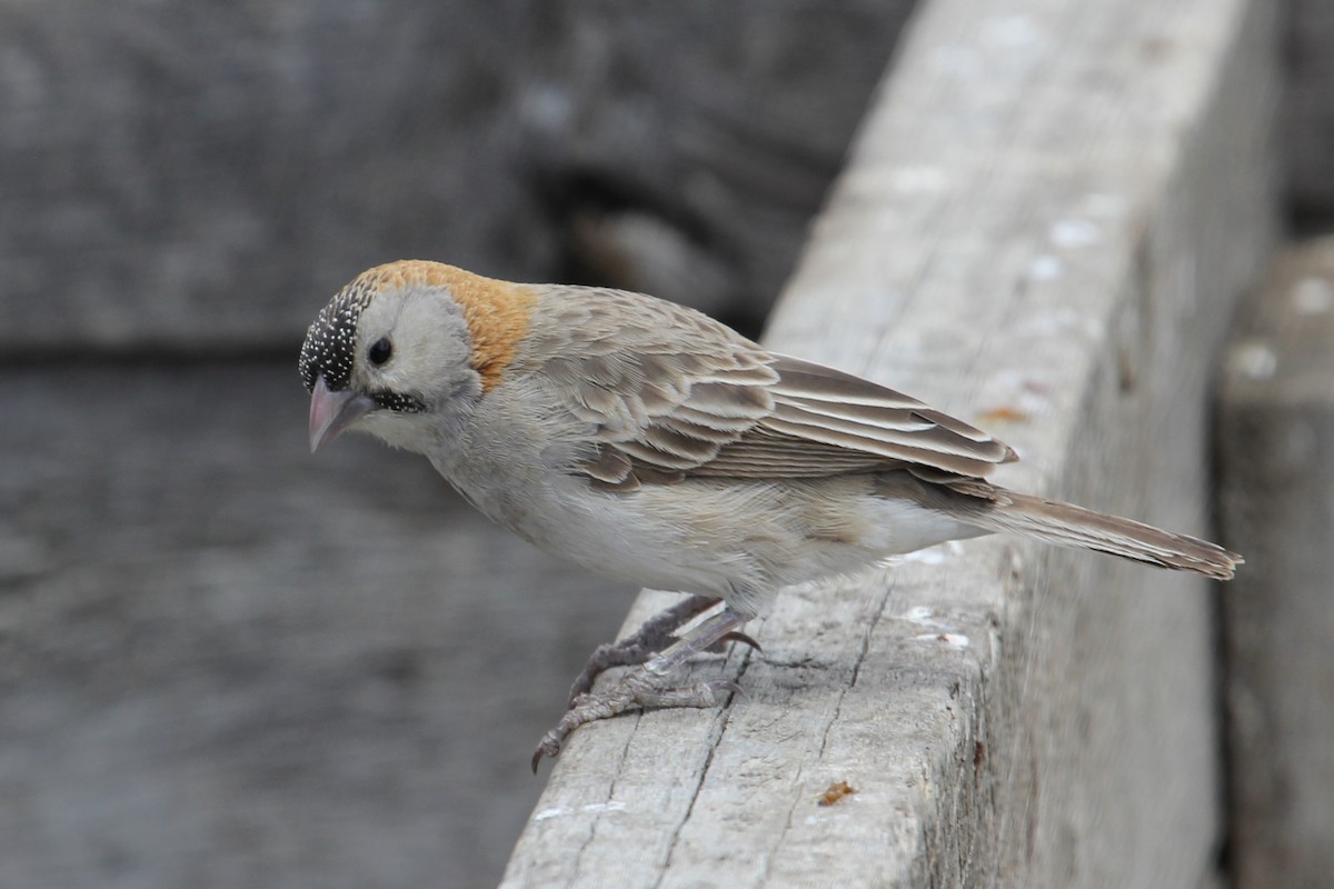 Speckle-fronted Weaver - ML61575641