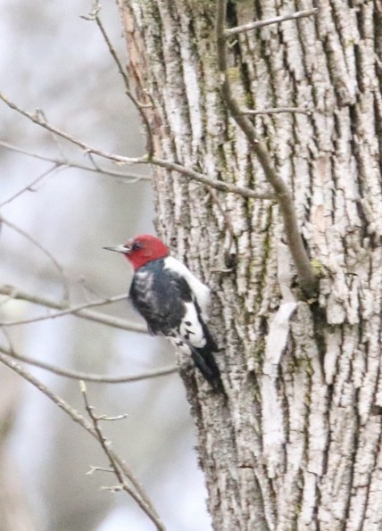 Red-headed Woodpecker - ML615756432