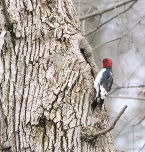 Red-headed Woodpecker - ML615756433