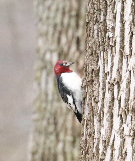 Red-headed Woodpecker - ML615756434