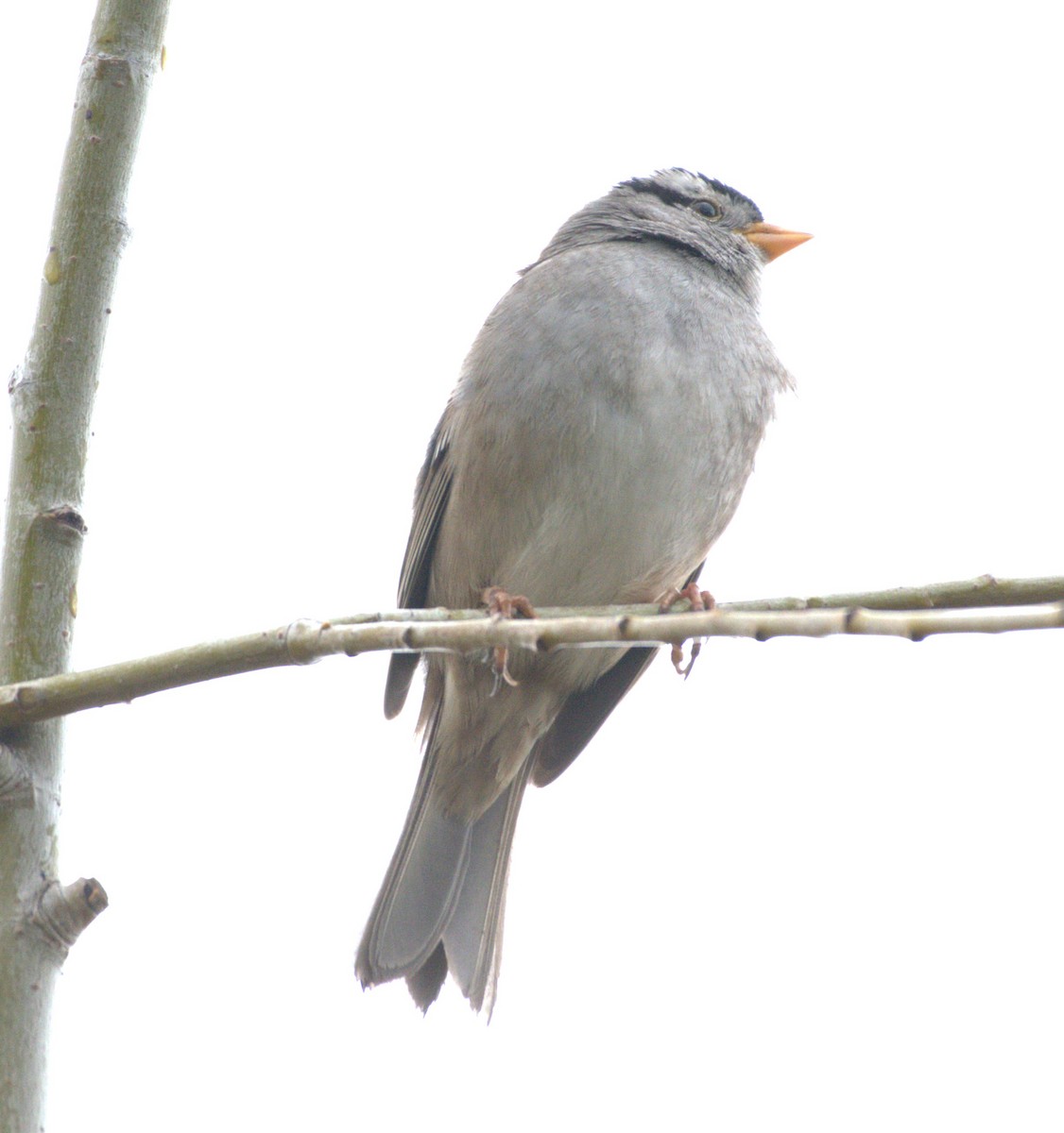 White-crowned Sparrow - ML615756450