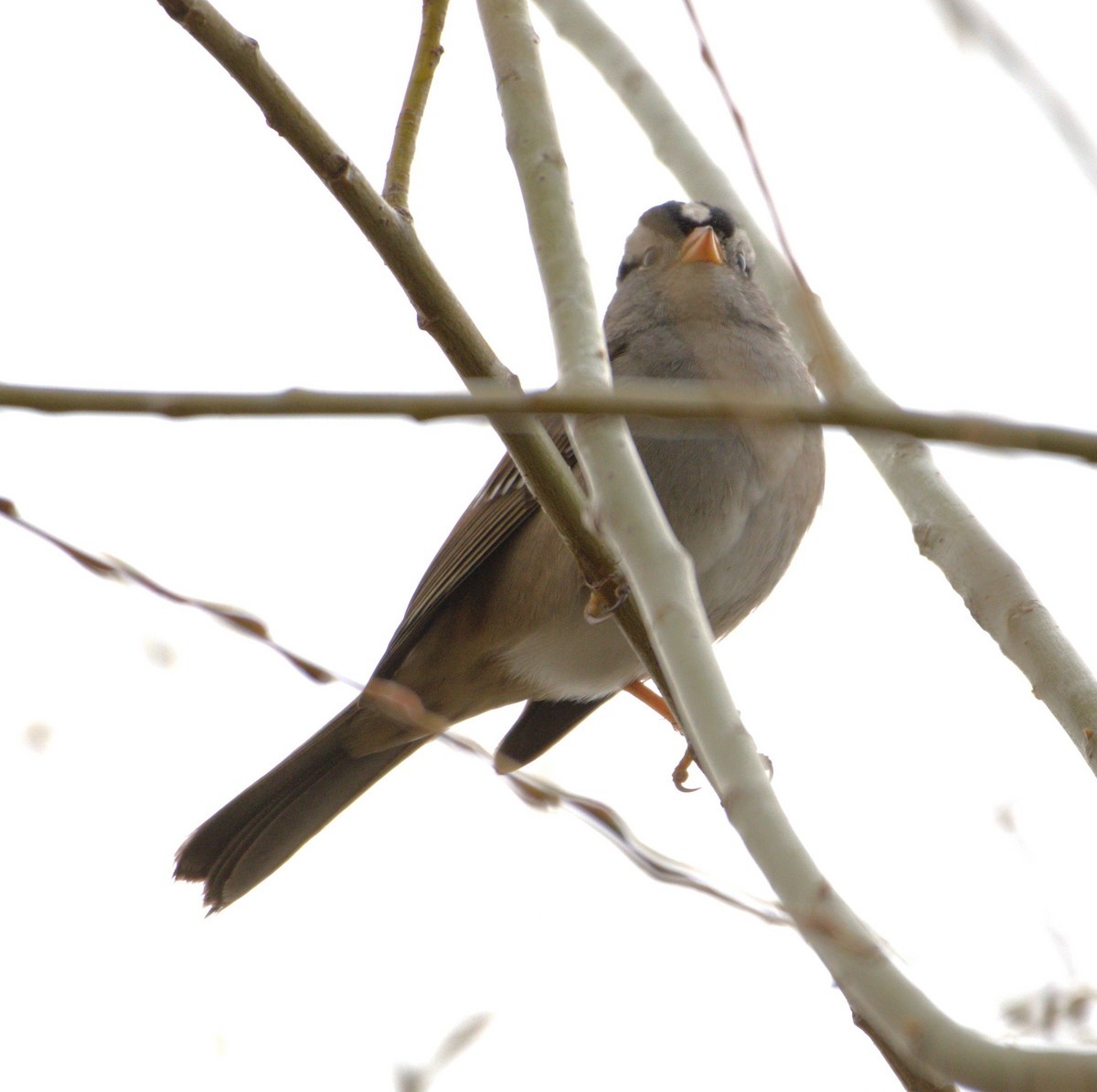 White-crowned Sparrow - ML615756451