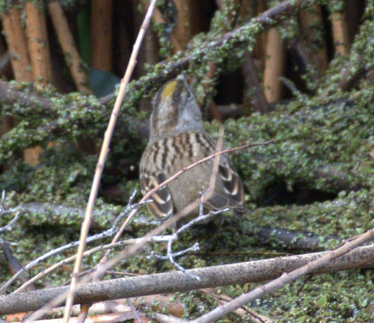 Golden-crowned Sparrow - ML615756467