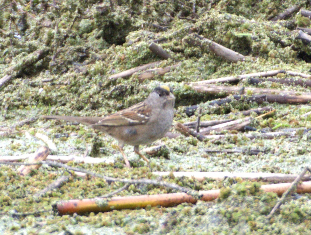 Golden-crowned Sparrow - ML615756468