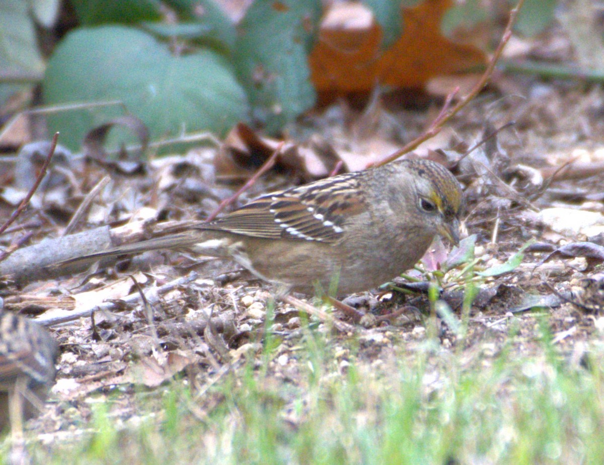 Golden-crowned Sparrow - ML615756469