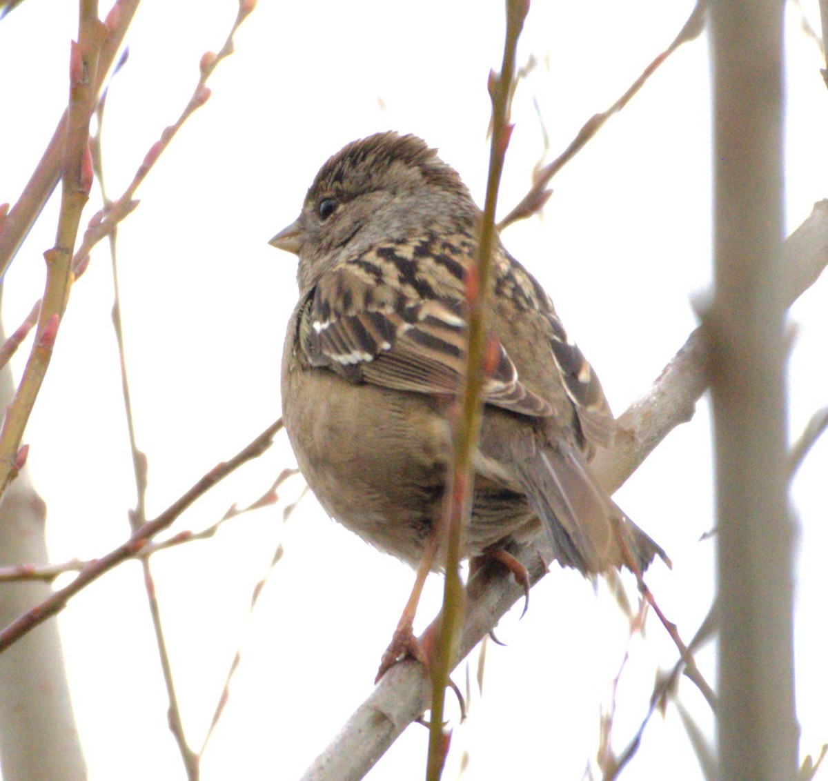 Golden-crowned Sparrow - ML615756470