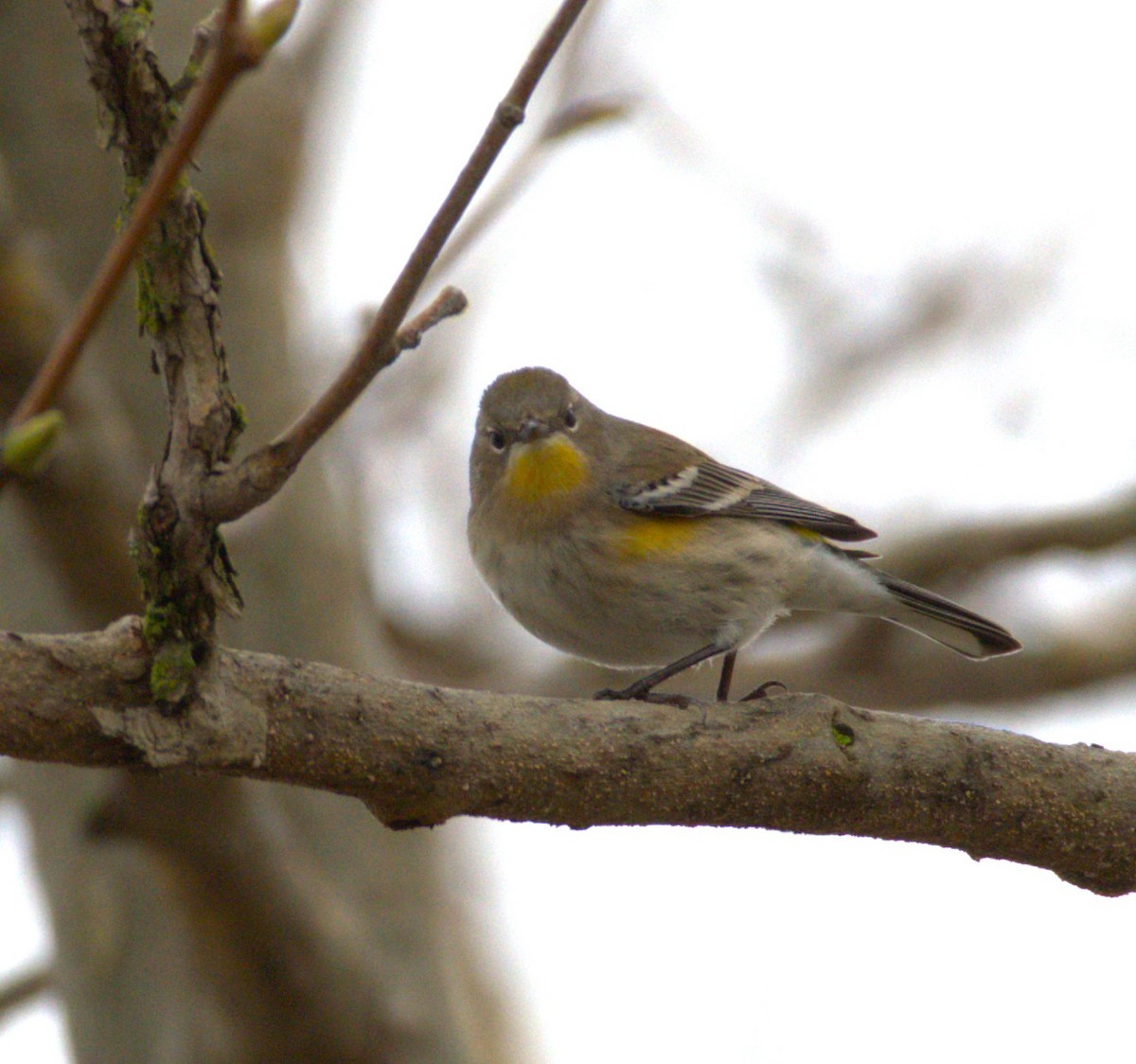 Yellow-rumped Warbler (Audubon's) - ML615756481