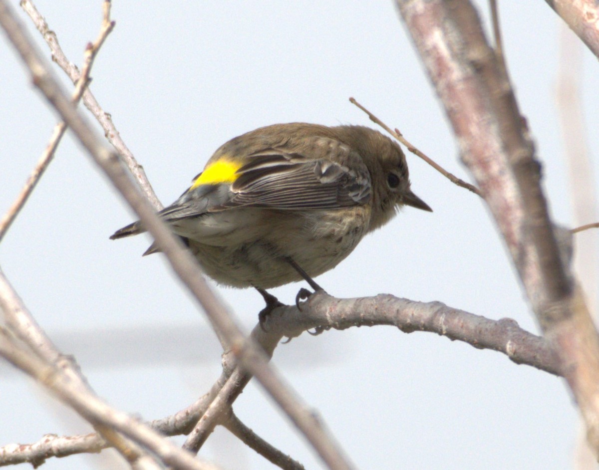 Yellow-rumped Warbler (Audubon's) - ML615756483