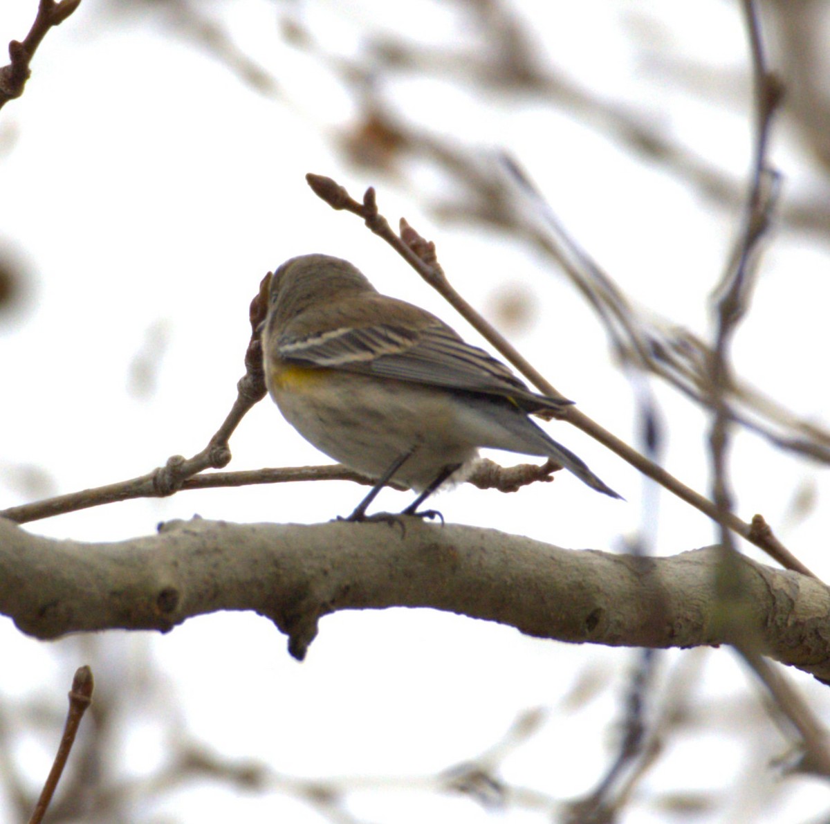 Yellow-rumped Warbler (Audubon's) - ML615756484