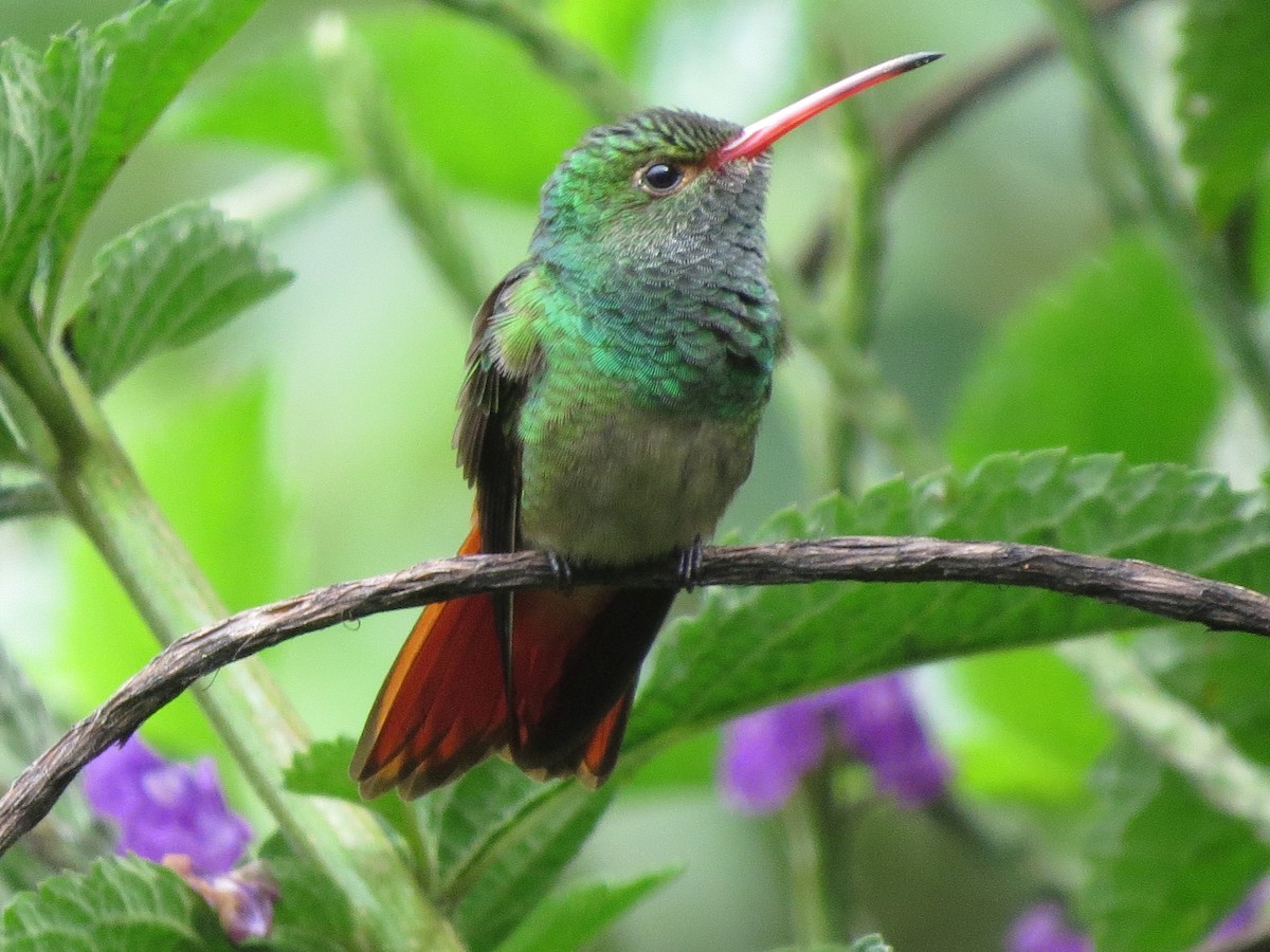 Rufous-tailed Hummingbird (Rufous-tailed) - Bill Elrick