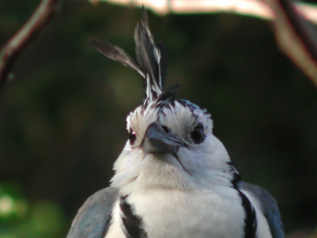 White-throated Magpie-Jay - ML615756628