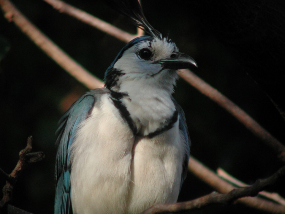 White-throated Magpie-Jay - Woody Gillies