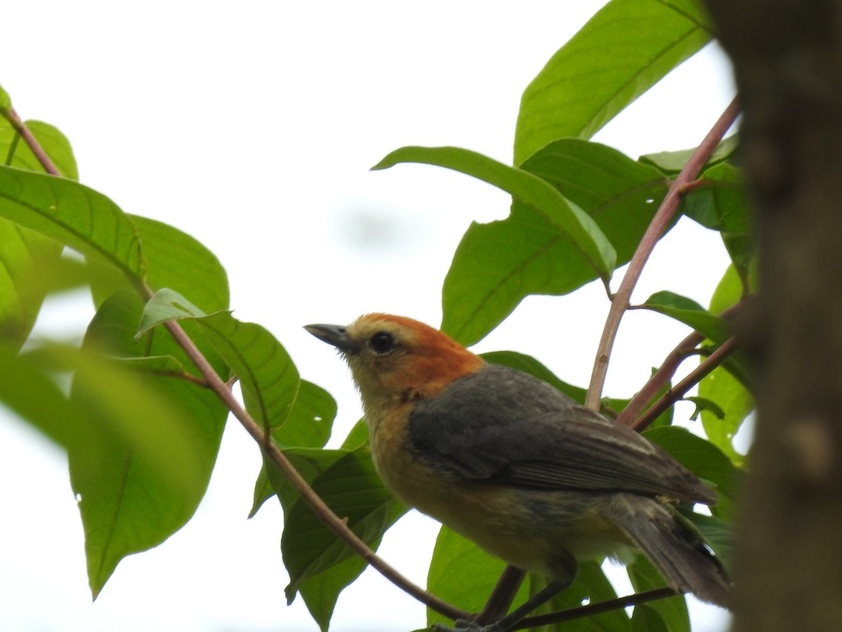 Buff-bellied Tanager - ML615756641