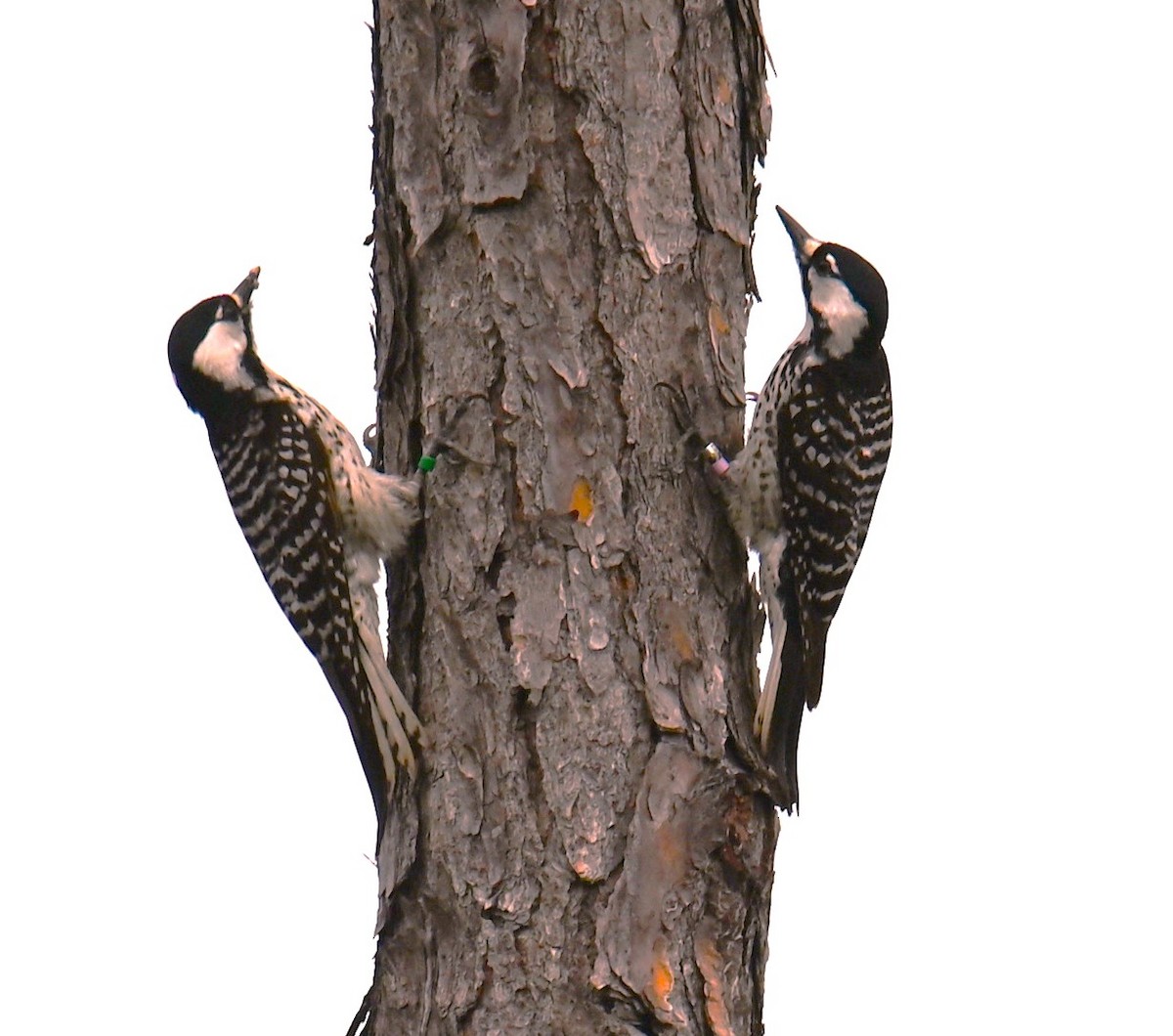 Red-cockaded Woodpecker - ML615756693