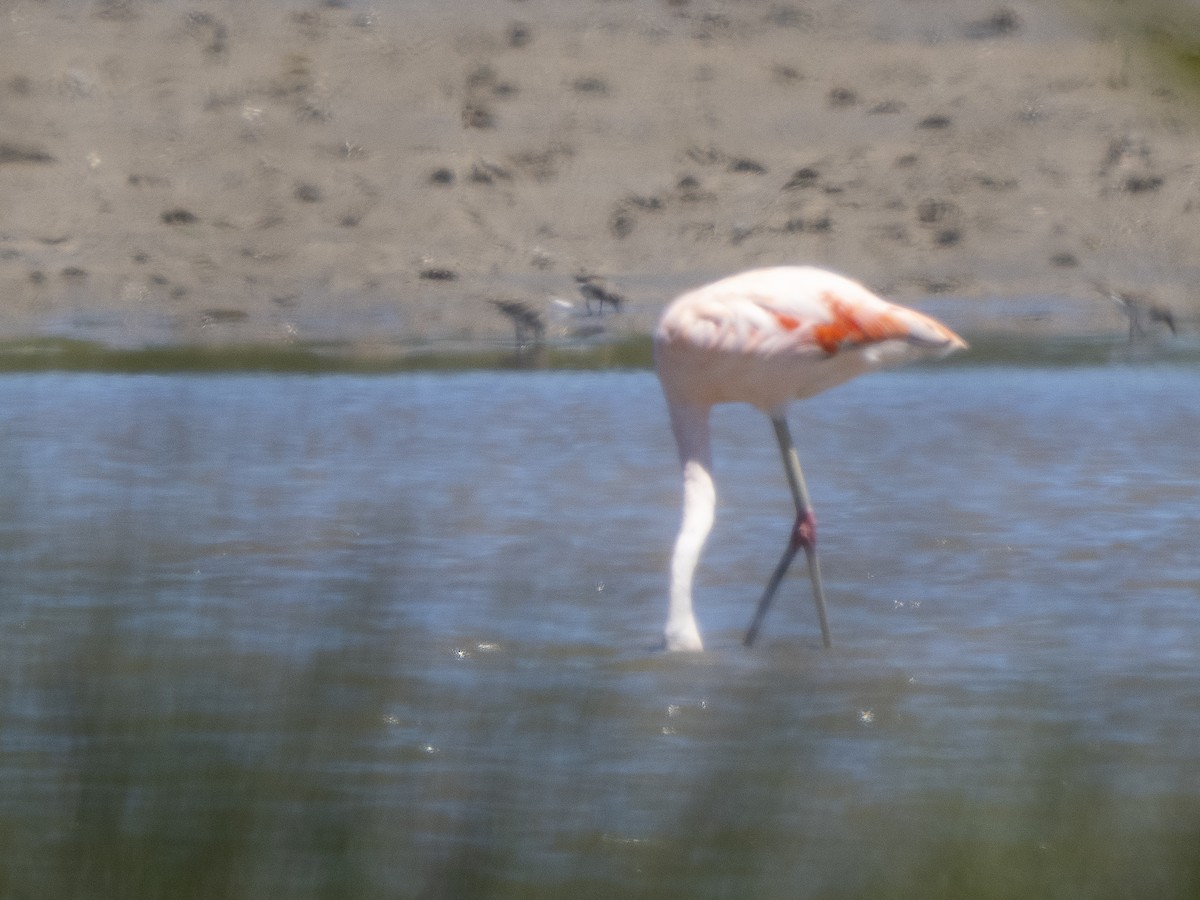 Chilean Flamingo - Steven Hunter